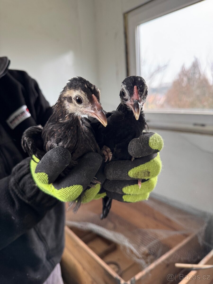 Zakrslé slepičky a kohouti - 7