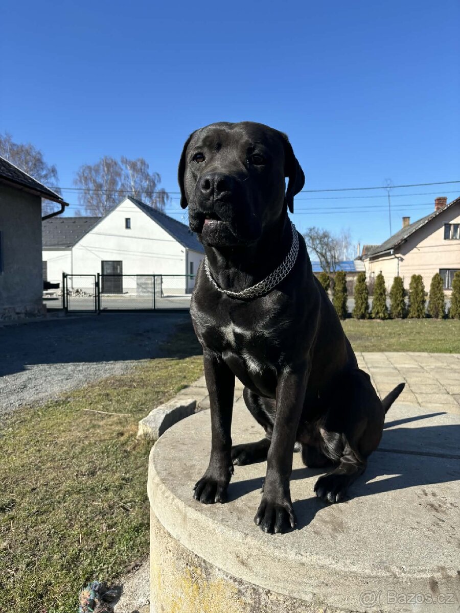 Prodej psa - 7