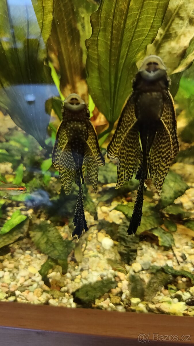 Ancistrus long fin - 7