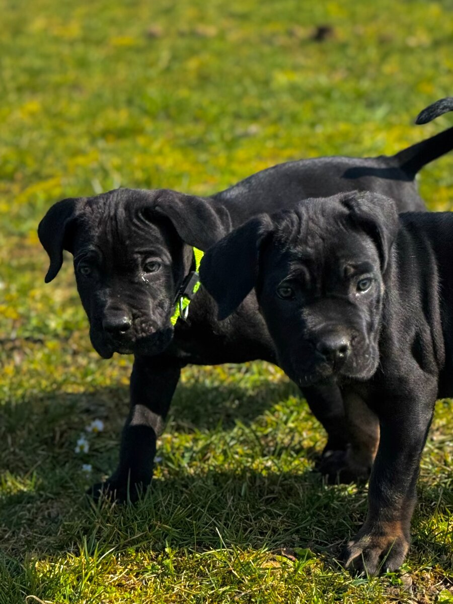 Štěňátka Cane Corso s PP - 7