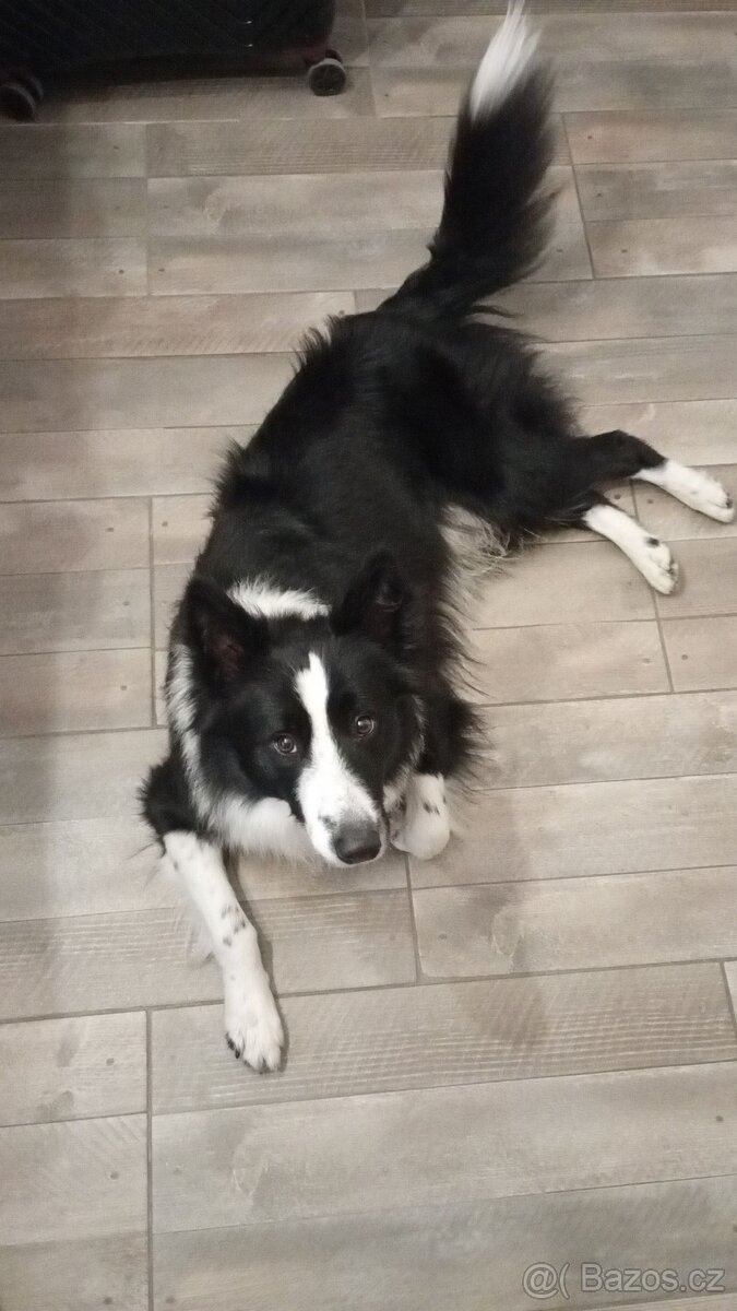 Štěňata - kříženec - 7