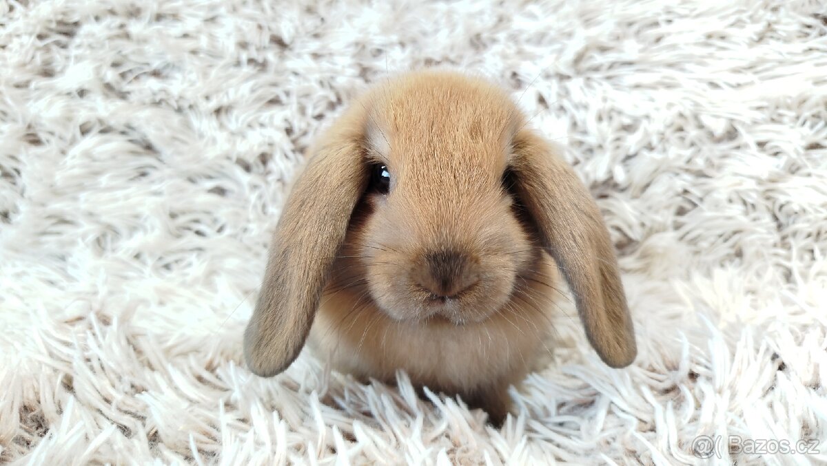 Zakrslý beránek, králíček, králík - JIJI - 7