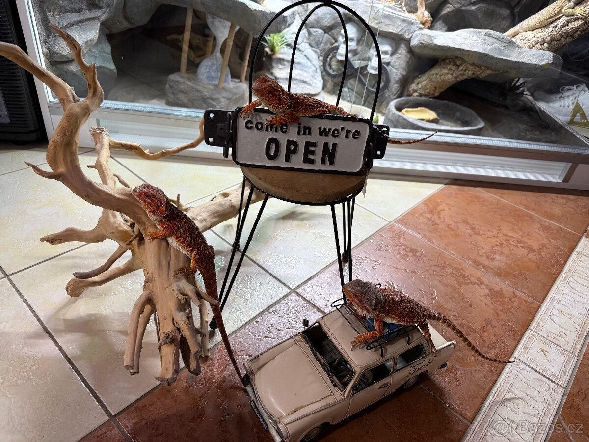 Agama vousatá ihned k odběru - 7