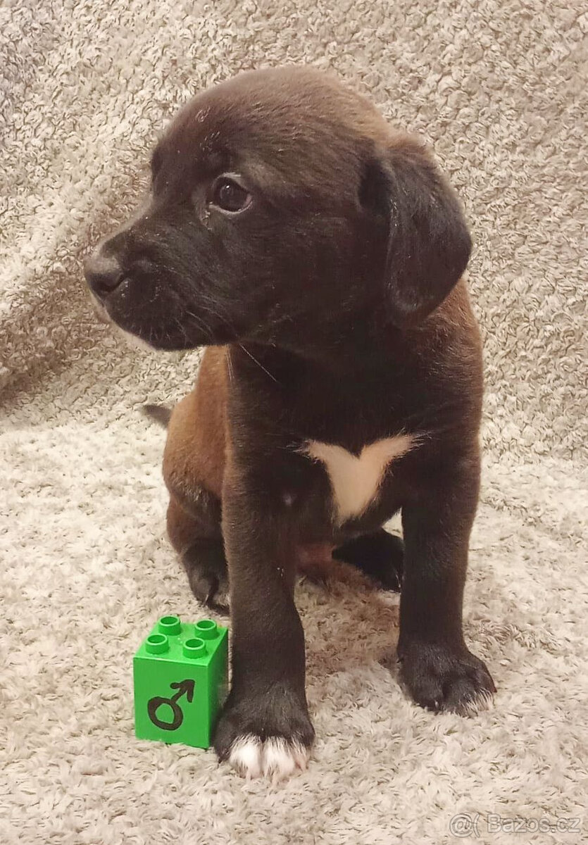 Kříženci – retrívr x labrador x ridgeback x stafford - 7