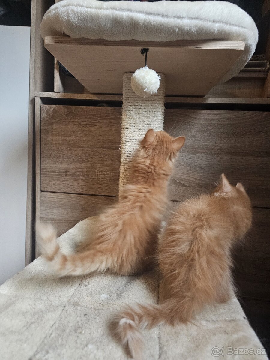 Koťátka - přírodní, zrzci - 7