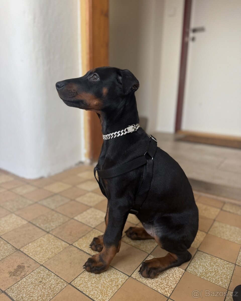 Dobrman - kupírováná fenka - 7