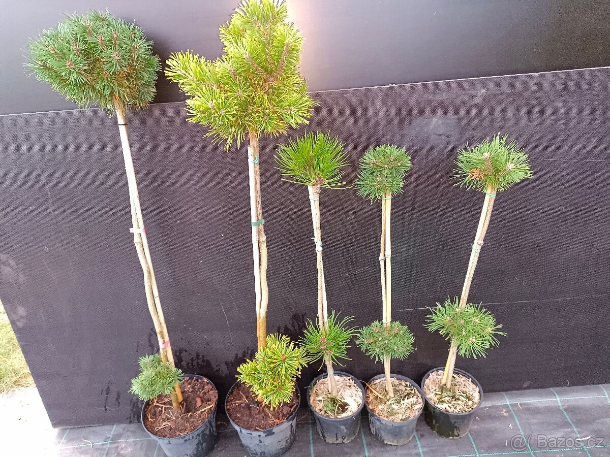 Prodám thuje smaragd - 7