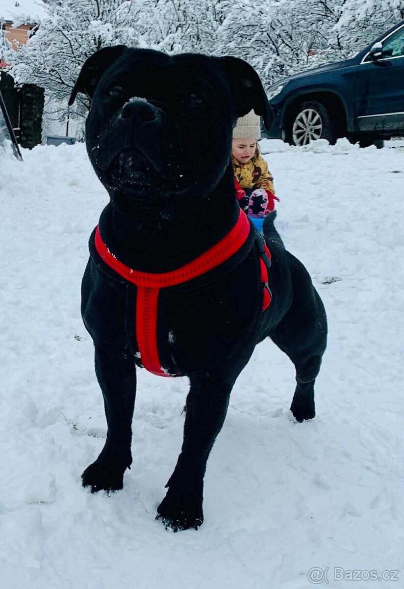 stafordšírský bulteriér - 7