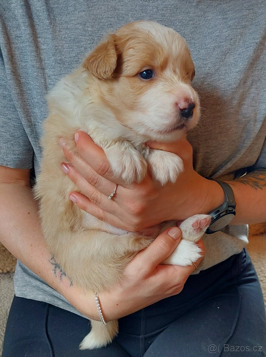 border kolie ee - red - 7