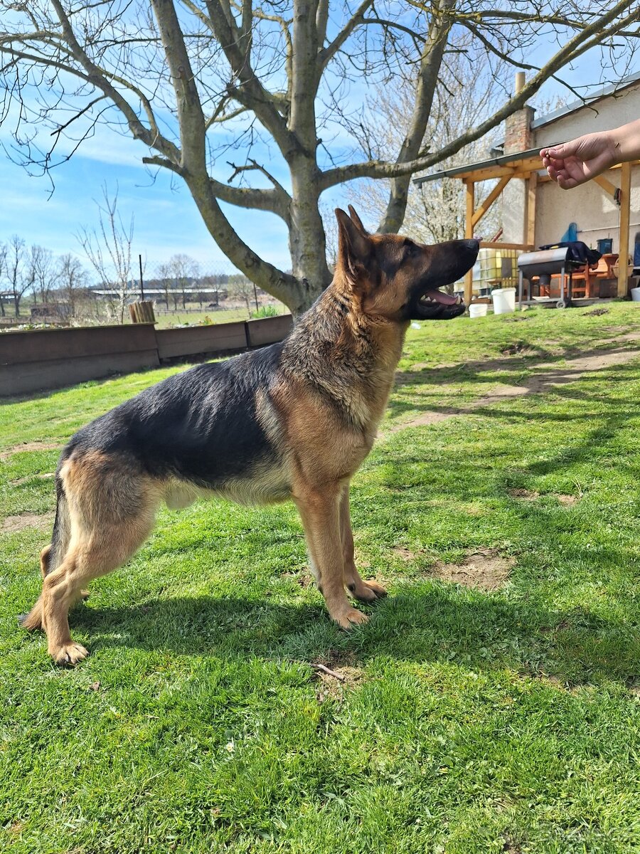 Německý ovčák - 7