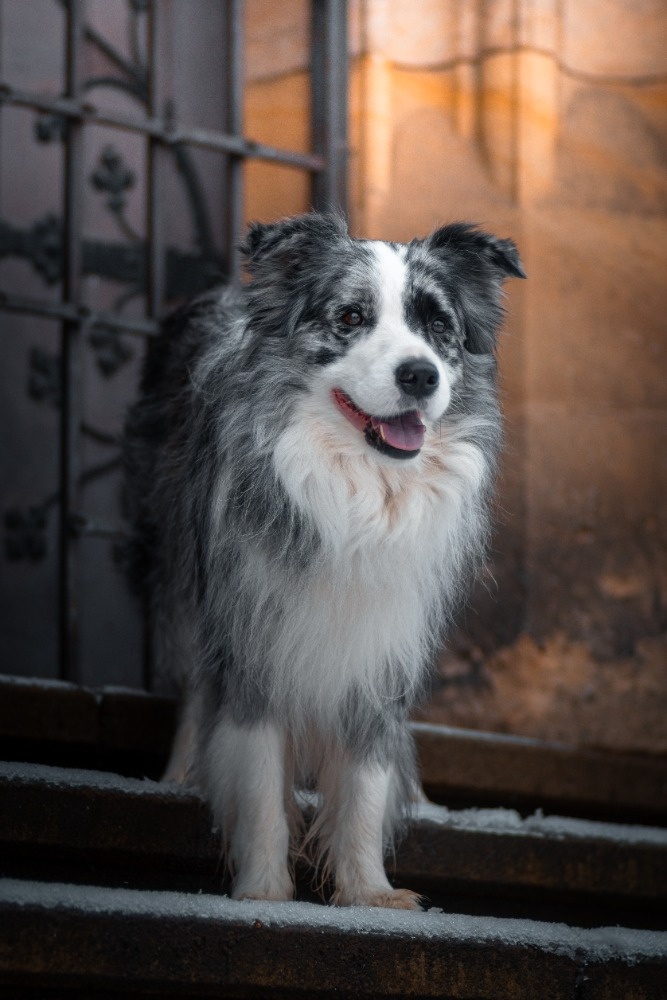 Krycí pes Border kolie s PP - 7