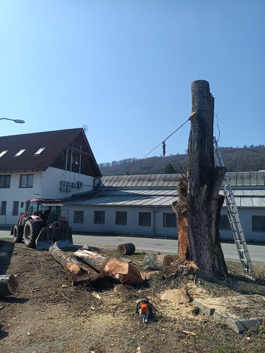 Rizikové kácení stromů - 7