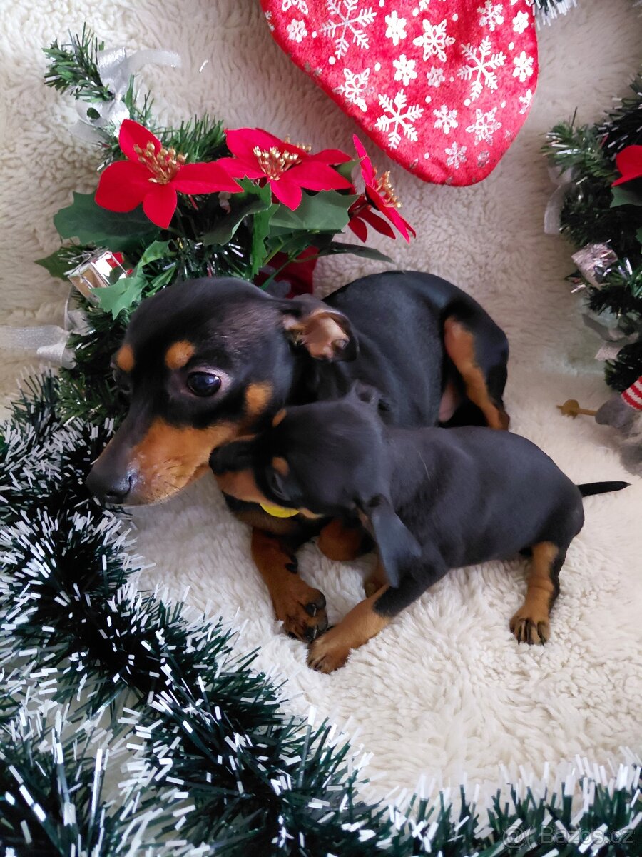 Prazsky krysarik - 7