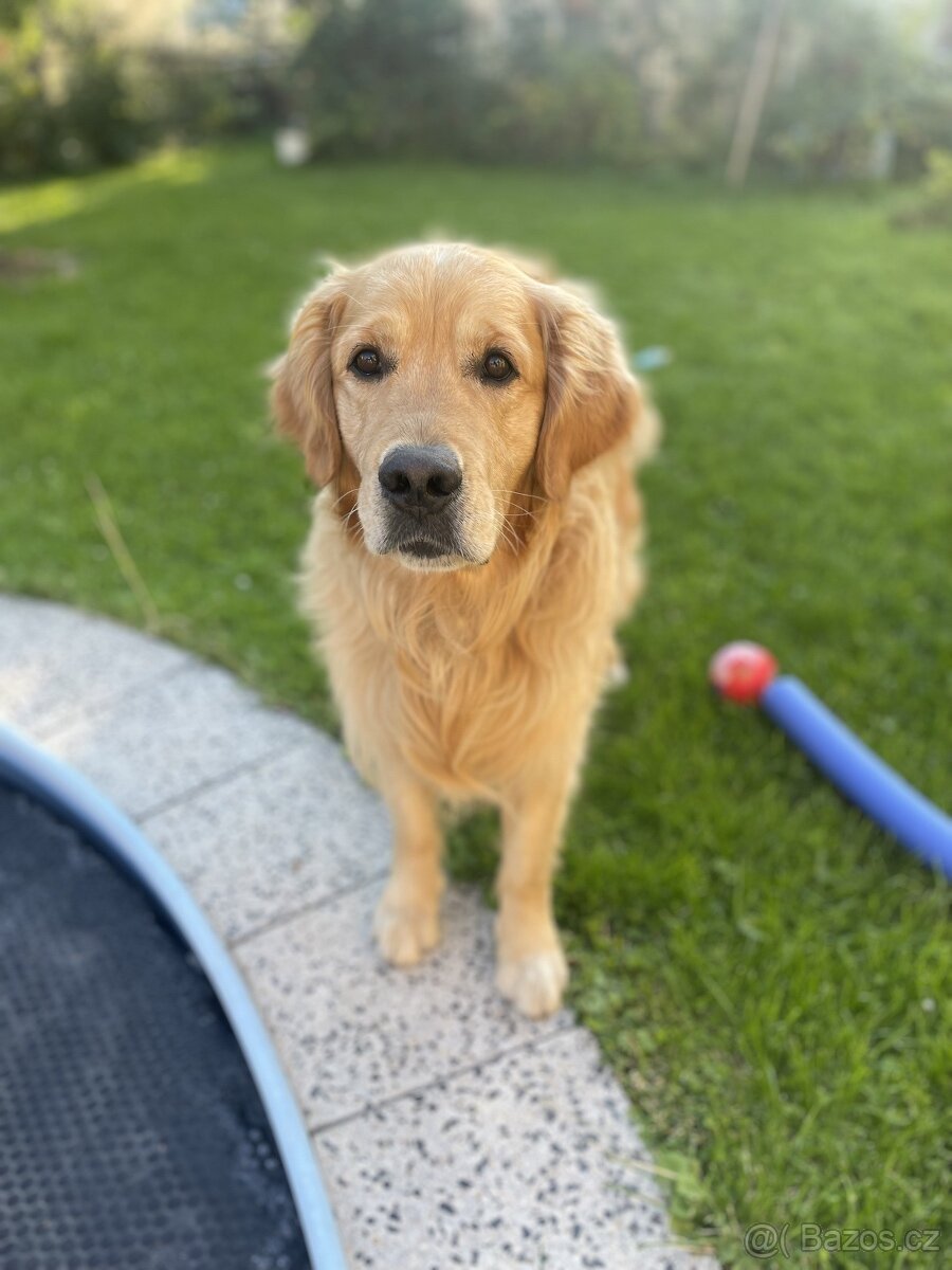 Chovný Zlatý Retriever s PP ke krytí - 7