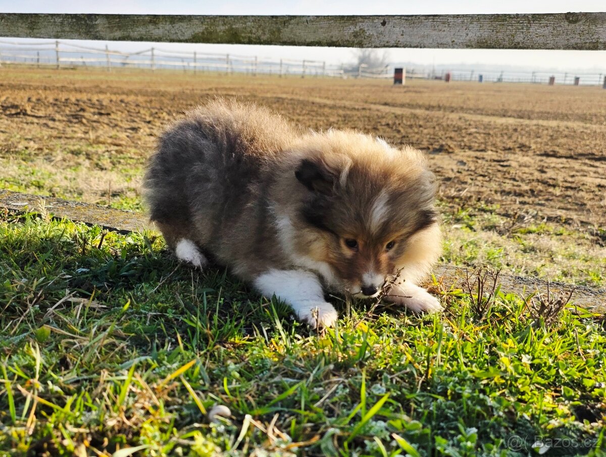 Sheltie/Šeltie - 7