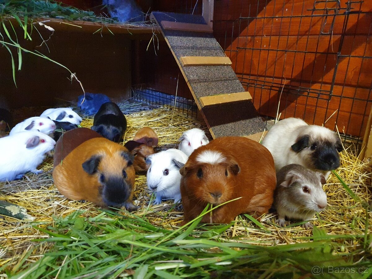 Morče s kalifornskou kresbou - 7