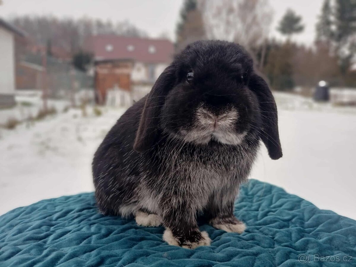 Volný Sameček - Anglický Zakrslý Beránek MiniLop🍑🧡🤍 - 7