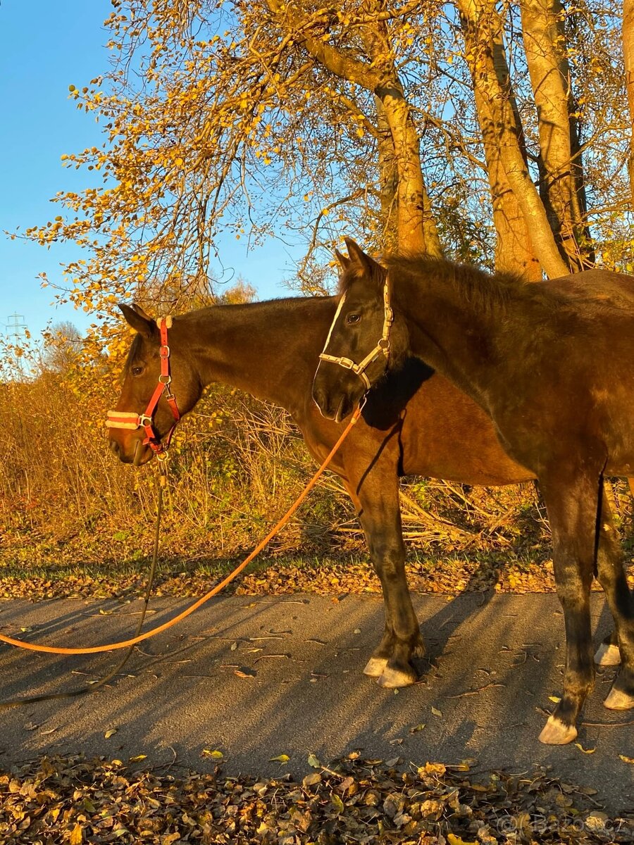 Hřebeček 1/2 lusitano - 7