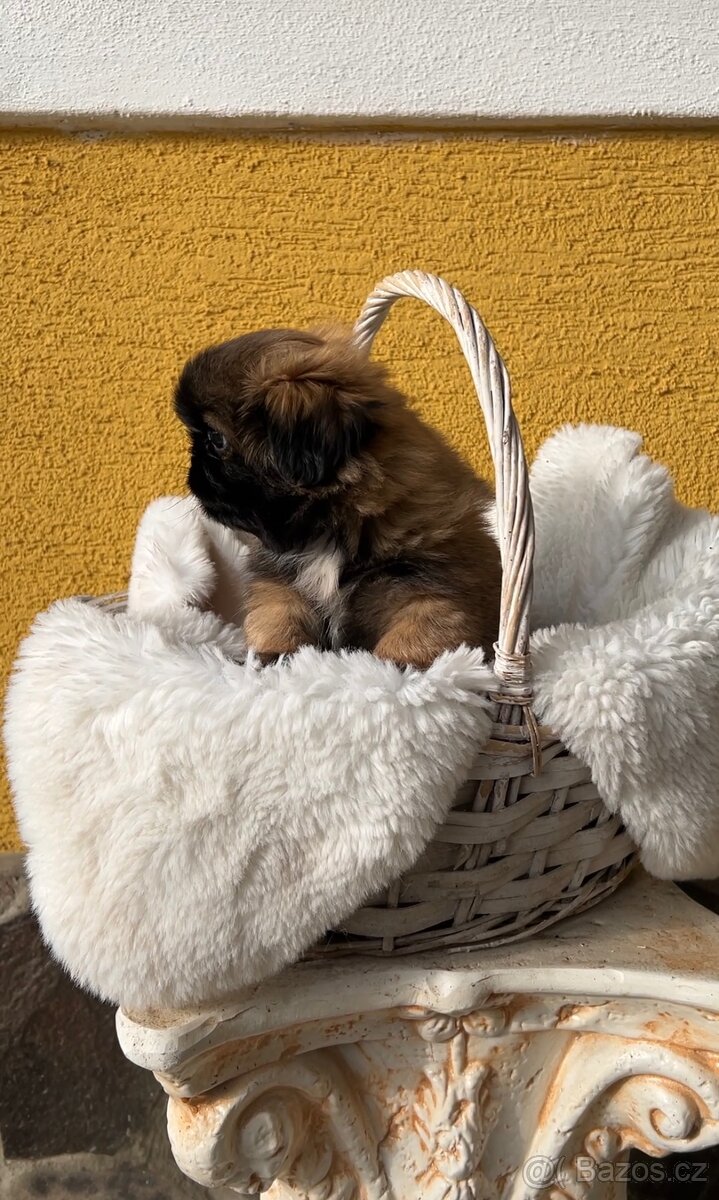 Stenatko kratkosrsty pekinezer - 7