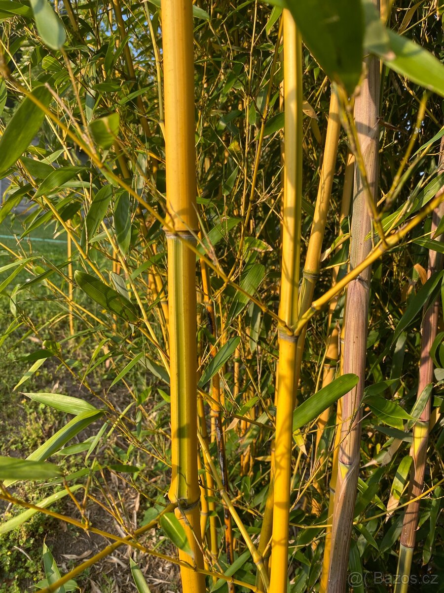 Mrazuvzdorný bambus - 7