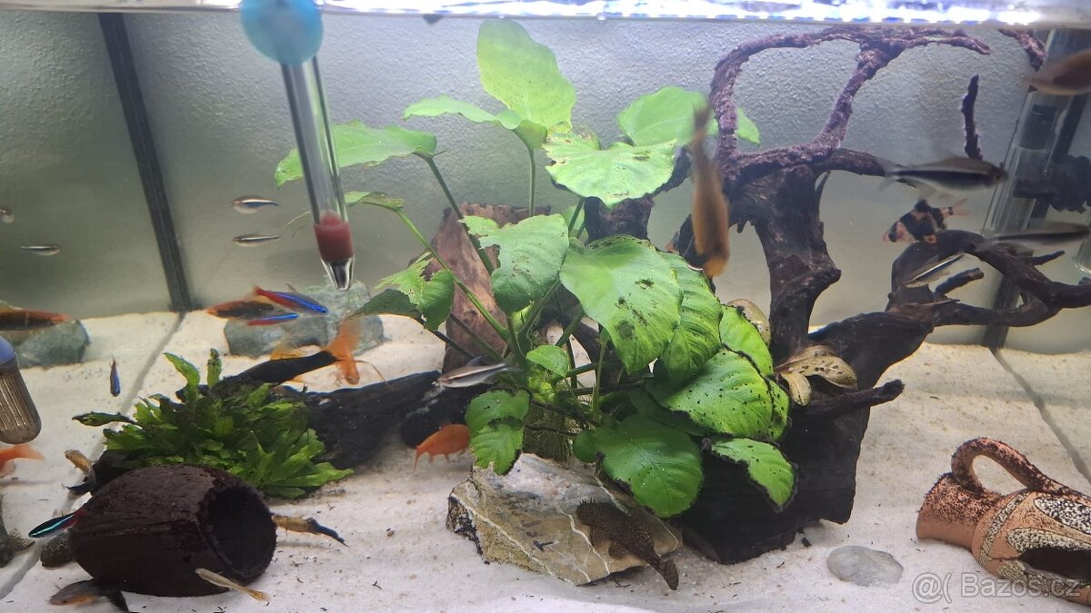Komplet zaběhle akvarium. - 7