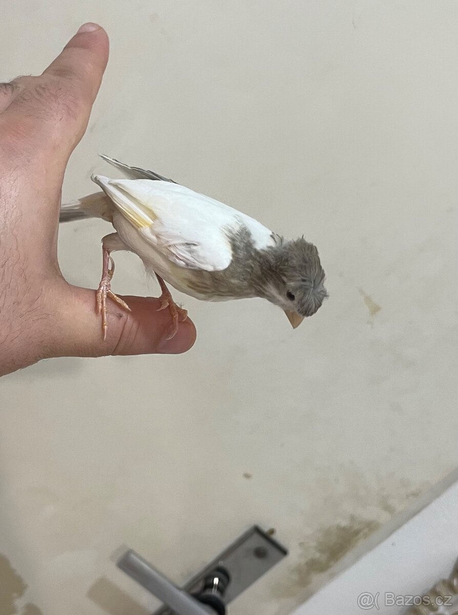 Nabízím kanáři 5/12/2025 - 7