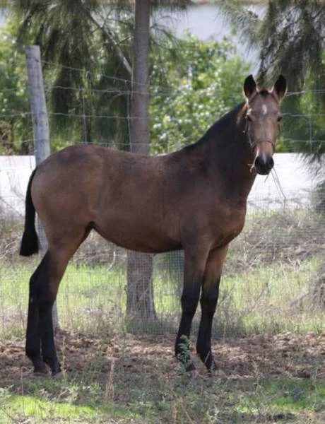 Černý LUSITANO - připouštění - 7