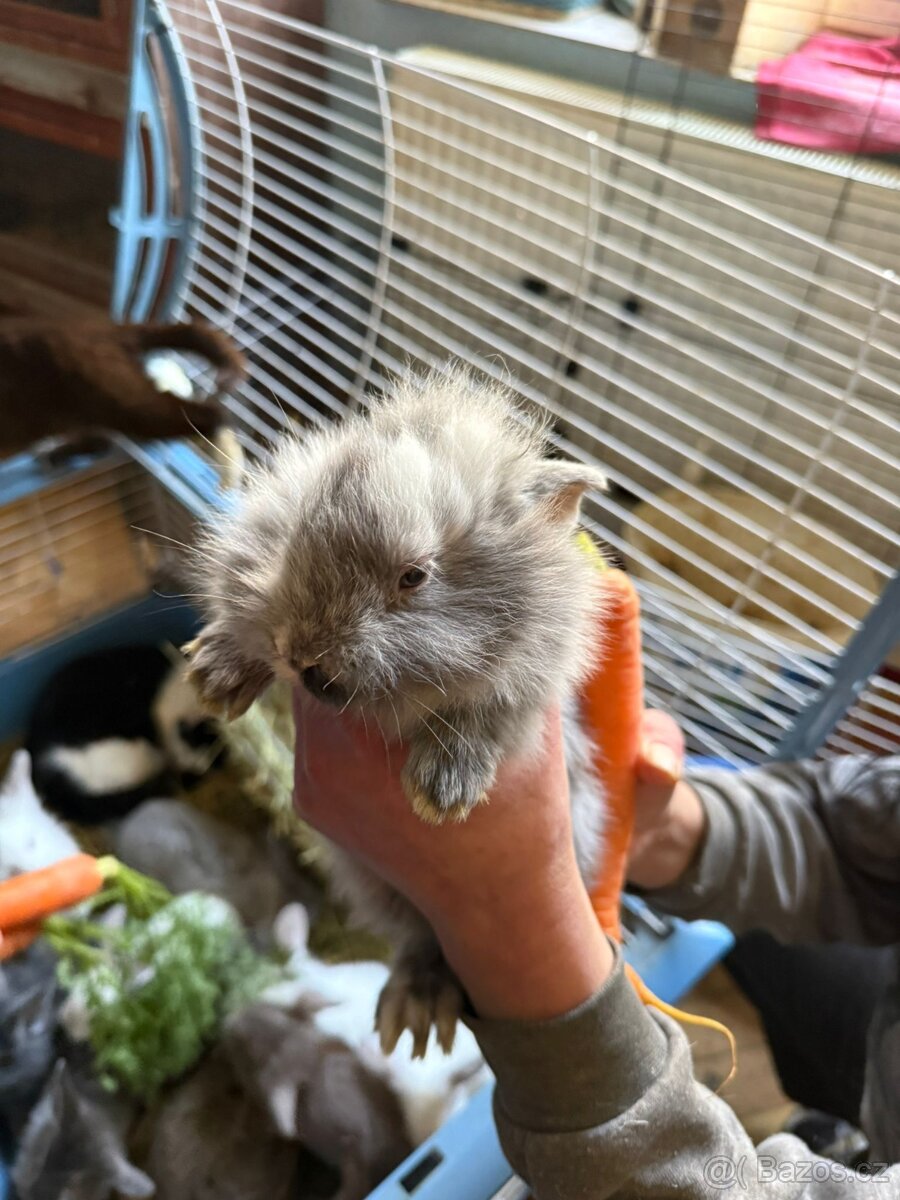 Zakrslý králíček - 7