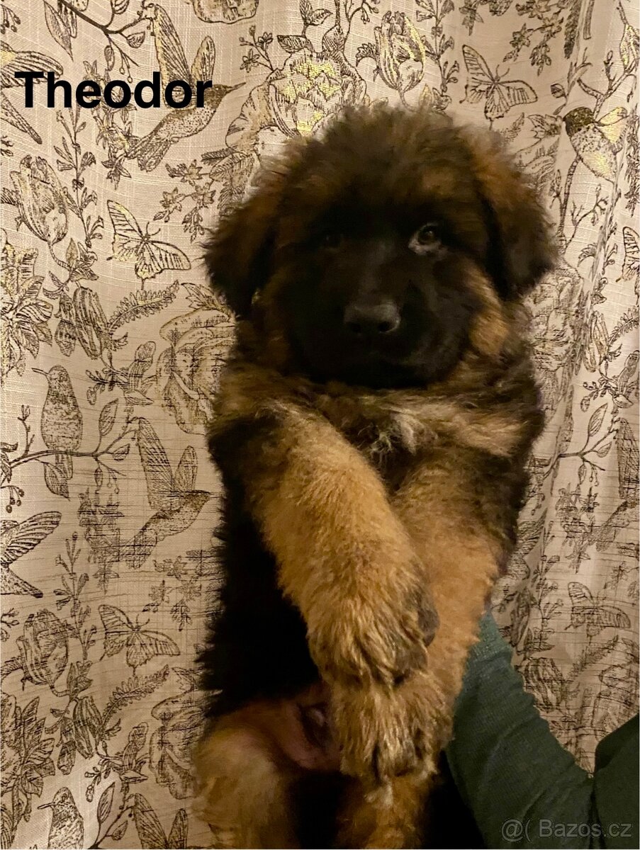 Německý ovčák štěňata s PP (dlouhosrstý) - 7