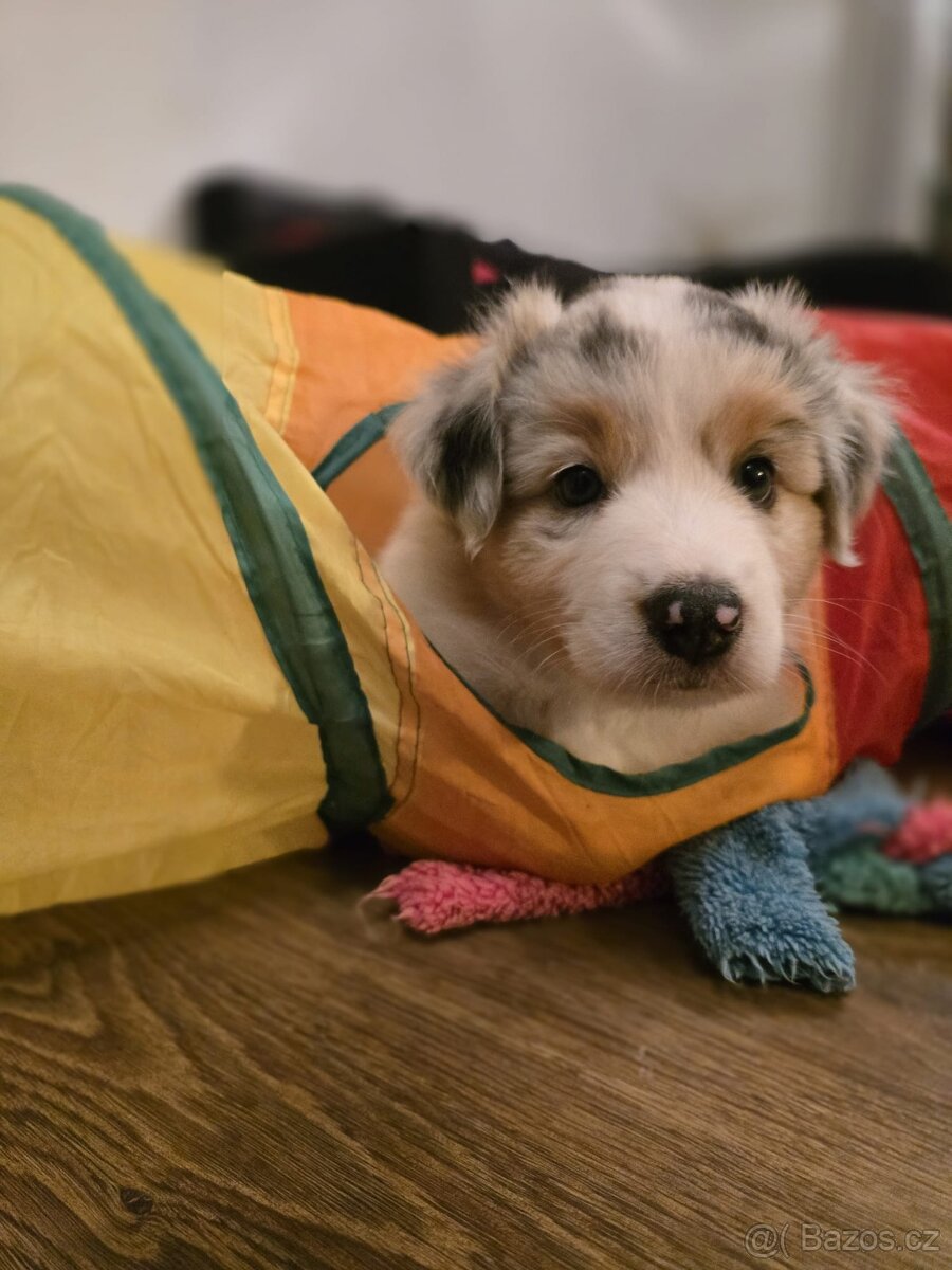 Australská ovčanda Blue Merle (krátký ocas) PP FCI - 7