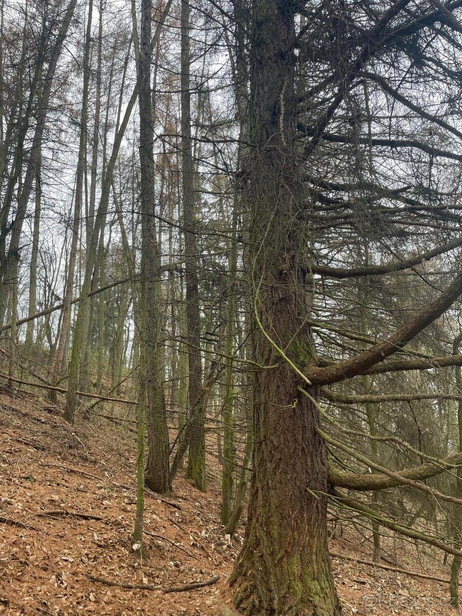 Prodám lesní pozemek v k.ú. Pěčíkov - 7