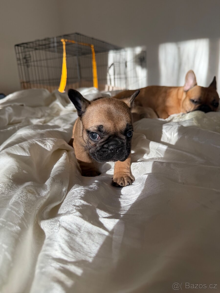 Štěně francouzského buldočka - 7