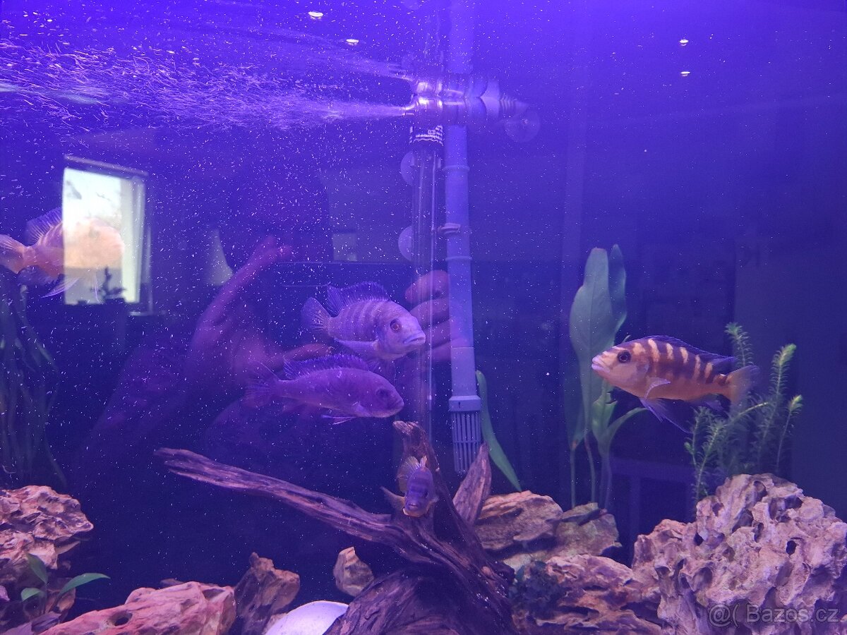 Daruji mix malawi - 7