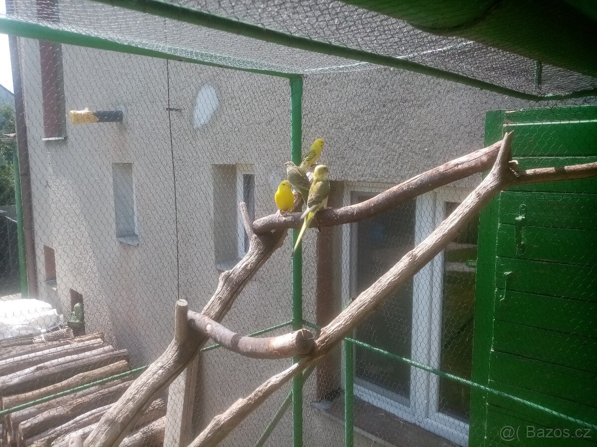 Papoušek zpěvavý, letošní mladé - 7