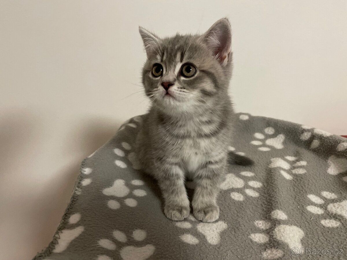 koťátko bez PP (kočička světlá) - 7