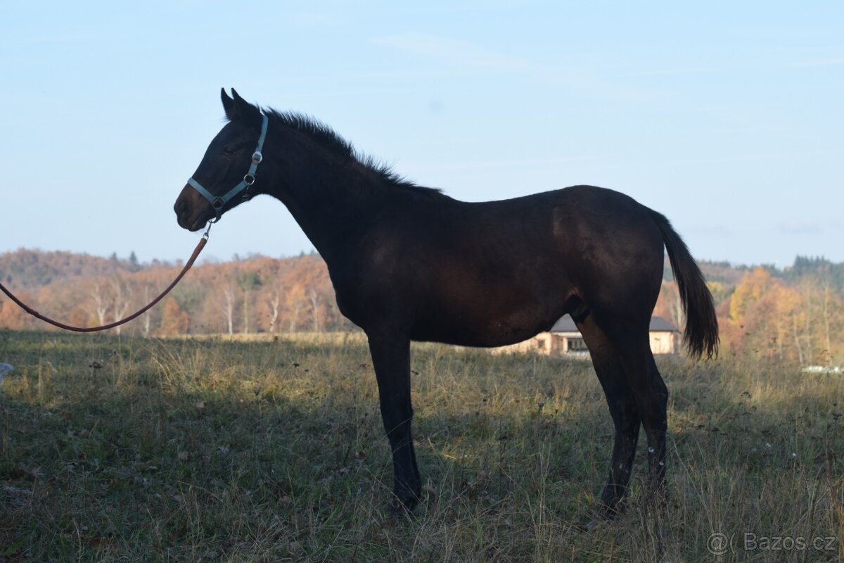 Belmondo letošní odstávče - 7