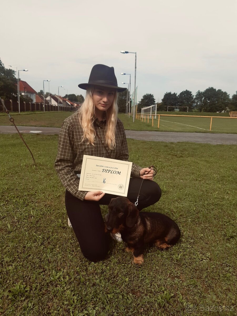 Krytí - drsnosrstý jezevčík standard - 7