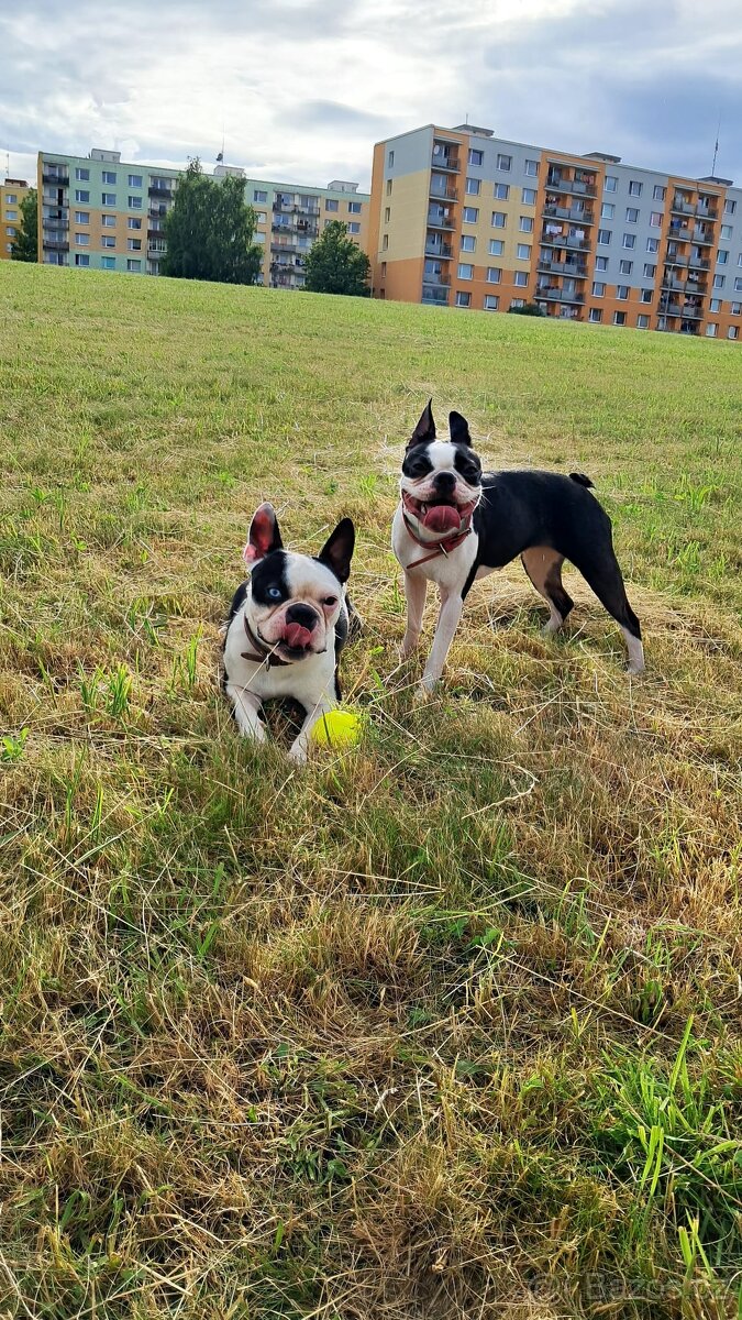 Bostonský teriér - 7