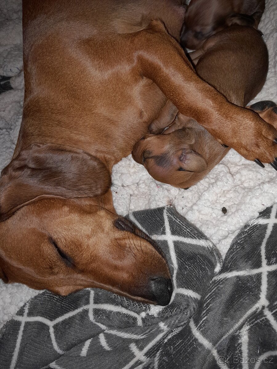 Jezevčík hladkosrstý standart - 7