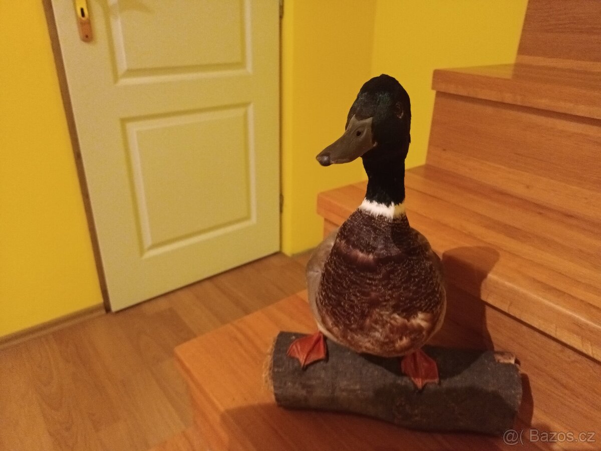 Vycpaná zvířata - 7