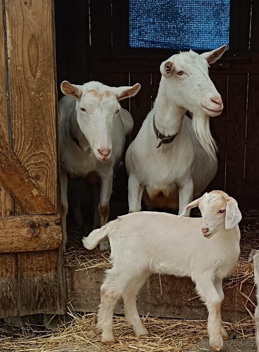 Kůzlata - 7