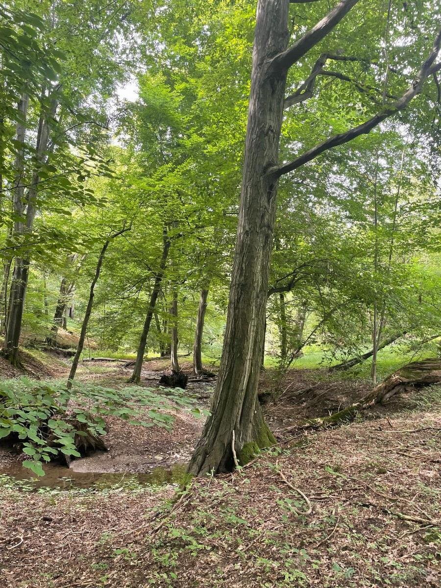 Prodám lesní pozemek na k.ú. Horní Žukov - 7