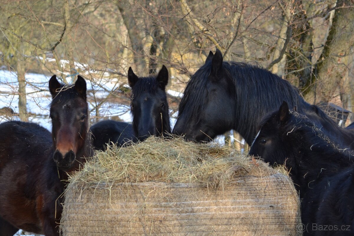 Welsh cob - hříbata 2025 - 7
