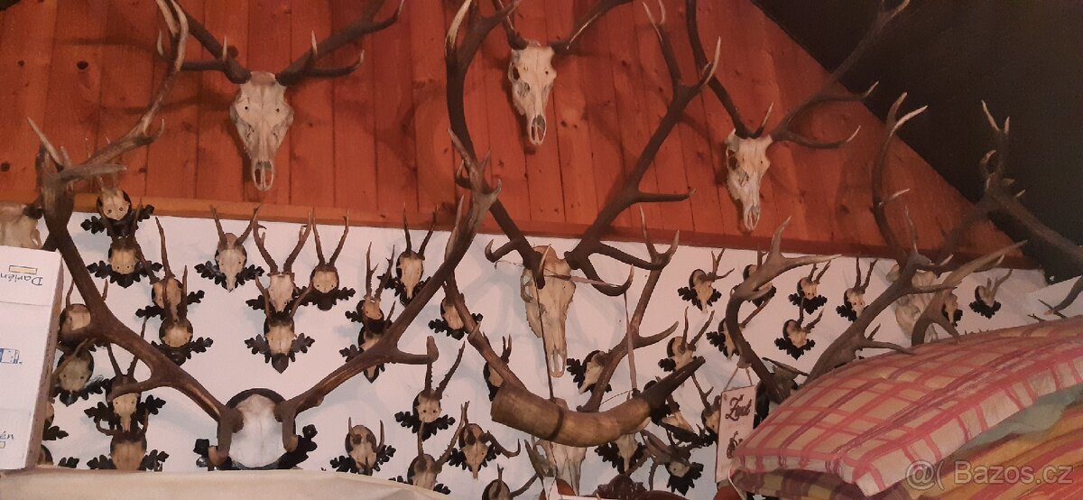 Paroží, trofeje, preparáty - 7