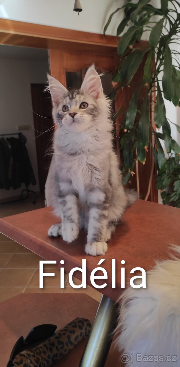 Mainská mývalí koťátka s PP - 7