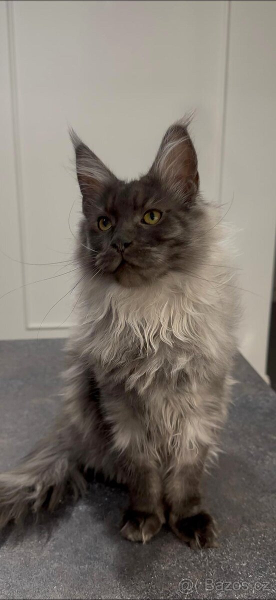 Maine coon, mainská mývalia s PP - kocúrik - 7