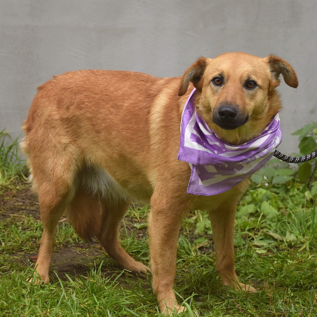 Bernarda – opatrná, citlivá fena, která potřebuje trpělivou - 7