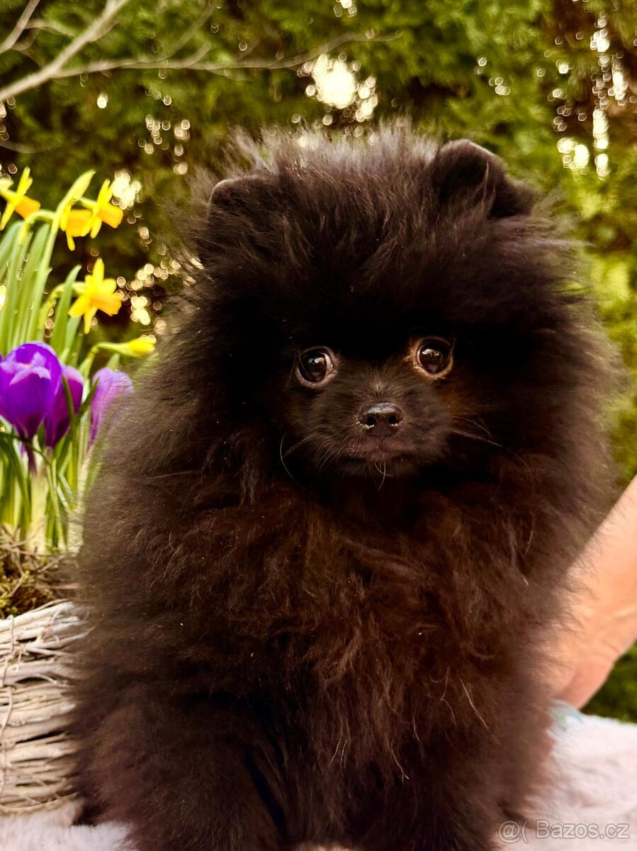Pomeranian s p.p - 7