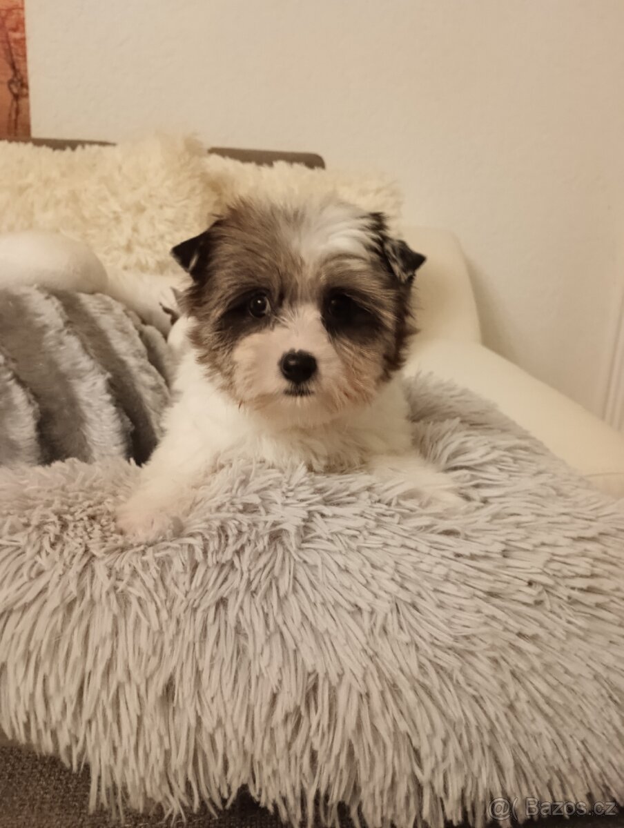 Yorkshire teriér Biro(Jorkšírský teriér Biro) - 7