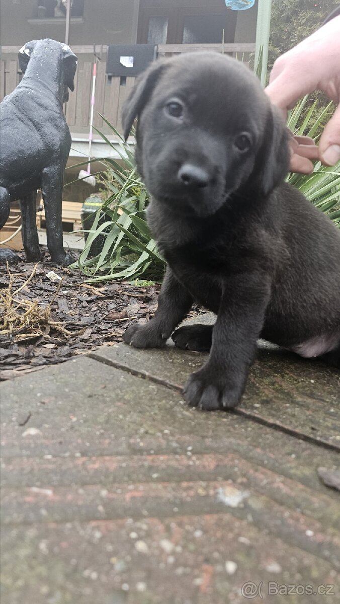 Štěňata - 7